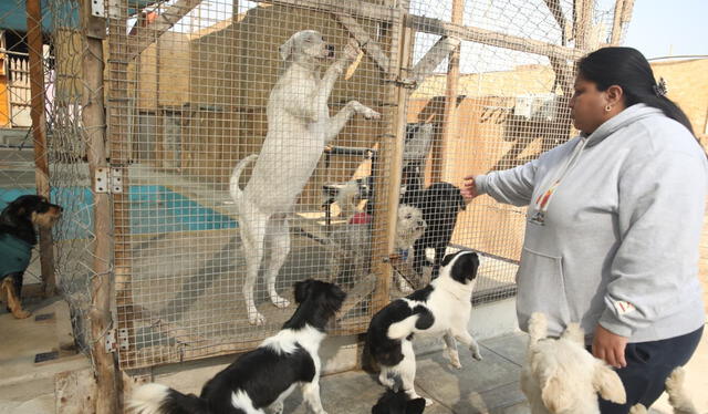 Brenda inició su labor de rescate después del fallecimiento de su abuela, hoy, tiene alrededor de 50 animales entre perros y gatos. Considera que sus rescatados merecen vivir digndamente en un espacio donde puedan correr y jugar. Foto: Carlos Felix.   