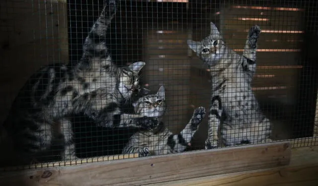 Brenda comenta que en Ventanilla, no solo existe el abandono animal, sino la falta de consciencia sobre las esterilizaciones a las mascotas. Foto: Carlos Felix.   