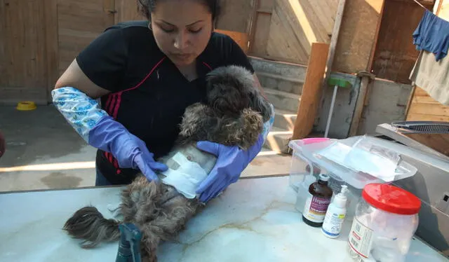 Albergue Mascotas Al Rescate en Ventanilla salva y cura a animales en situaciones críticas. Tienen alrededor de 50 animales entre perros y gatos. Foto: Carlos Felix.   