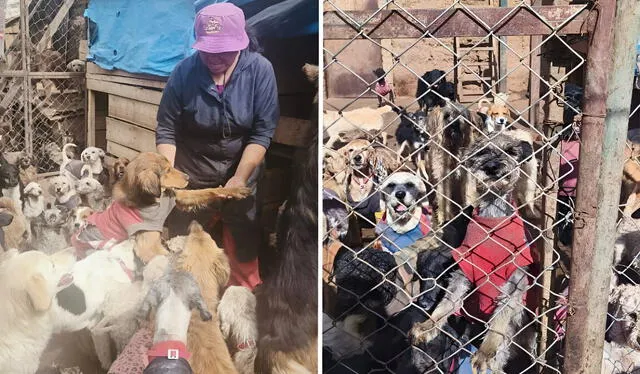  Emilia Rescata Animales Huancayo es un albergue ubicado en Junín. Emilia Carhuamaca, su fundadora, tiene alrededor de 400 perros en su poder. Foto: Cortesía.   