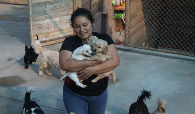 Adopta, no compres. En el Perú existe una sobrepoblación animal de perros entre mestizos y de raza. Comprar, no te hace mejor cuidador. Foto: Carlos Felix.   