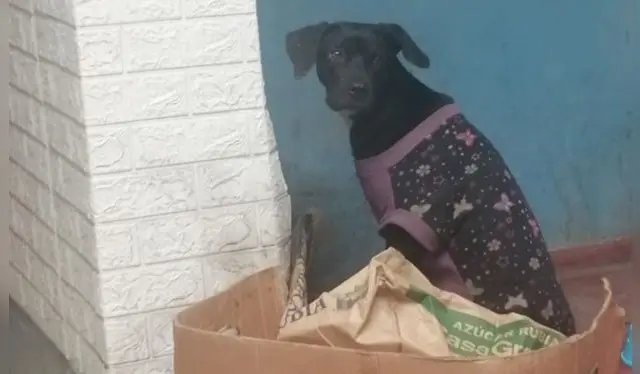  Negrita vivió en las calles desde pequeña, sufrió maltratos e indiferencia. Hoy busca una oportunidad de amar. Foto: Difusión.   