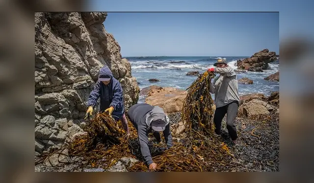  ALGAS. Tienen gran valor proteico y se usa en agricultura y medicina. Es desecho que arroja el mar.    