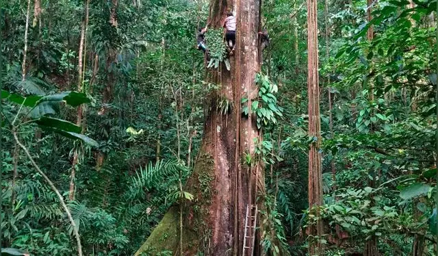  Científicos en Colombia midiendo una ceiba gigante. Foto: Phys.org/Pauline Kindler   
