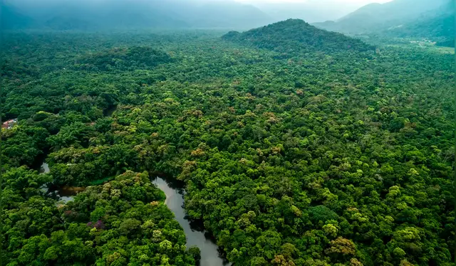  La selva amazónica juega un papel clave en la absorción de carbono que de otro modo estaría en la atmósfera. Foto: IStock   