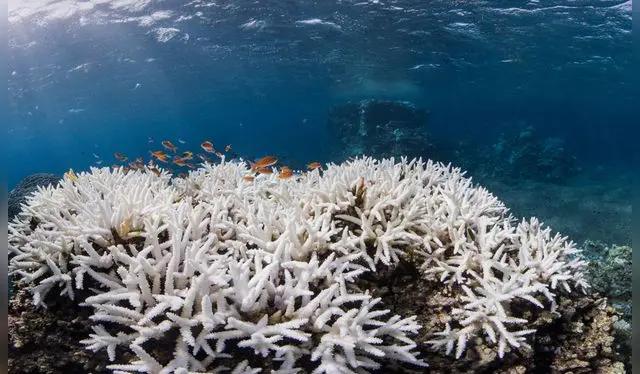Los arrecifes de coral han estado en medio de un blanqueamiento global afectados por temperaturas oceánicas extremas. Foto: Coral Reef Los arrecifes de coral han estado en medio de un blanqueamiento global afectados por temperaturas oceánicas extremas. Foto: Coral Reef