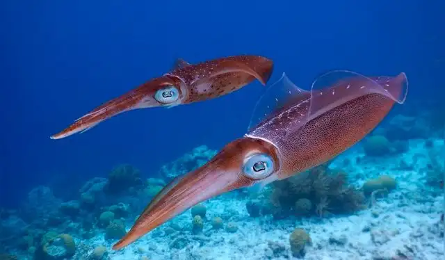  Los cefalódos tienen más de un corazón y sangre azul rica en cobre. Foto: Esencia del Mar   