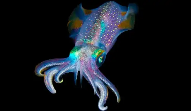  Los calamares poseen células en la piel que les permiten cambiar de color. Foto: Sakis Lazaridis   