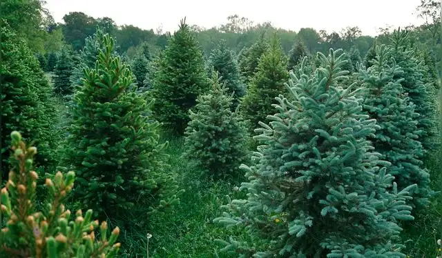 Se encontraron nanopartículas de oro en cuatro de los 23 abetos muestreados en el estudio. Foto: Douglas Sacha Se encontraron nanopartículas de oro en cuatro de los 23 abetos muestreados en el estudio. Foto: Douglas Sacha