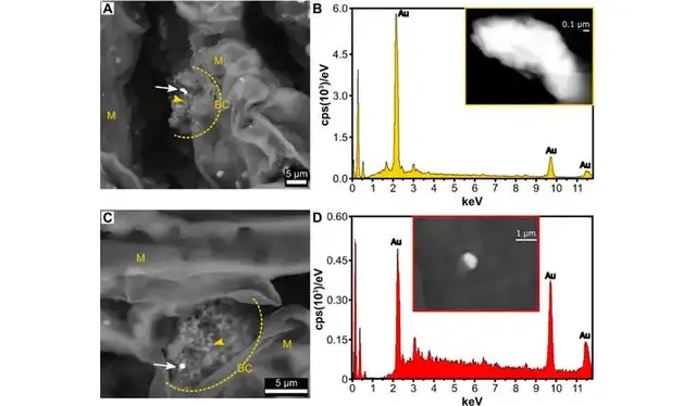 Nanopartículas de oro en las agujas de abeto. Foto: Environmental Microbiome Nanopartículas de oro en las agujas de abeto. Foto: Environmental Microbiome