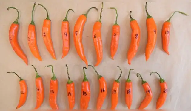  Estas coleccionesrepresentan 56 cultivos diferentes que se protegen para las futuras generaciones. Foto: Midagri   