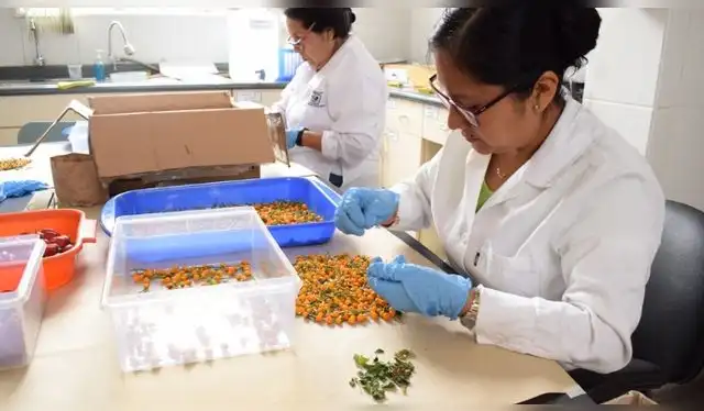 Se enviaron semillas de ajíes amarillos, panca, charapita, pimientos y otras variedades. Foto: Midagri Se enviaron semillas de ajíes amarillos, panca, charapita, pimientos y otras variedades. Foto: Midagri