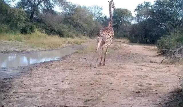  Una jirafa huye tras oír el ruido de los humanos. Foto: Current Biology   