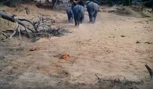  Los elefantes también huyeron de las fuentes de agua cuando escucharon sonidos de presencia humana. Foto: Current Biology   