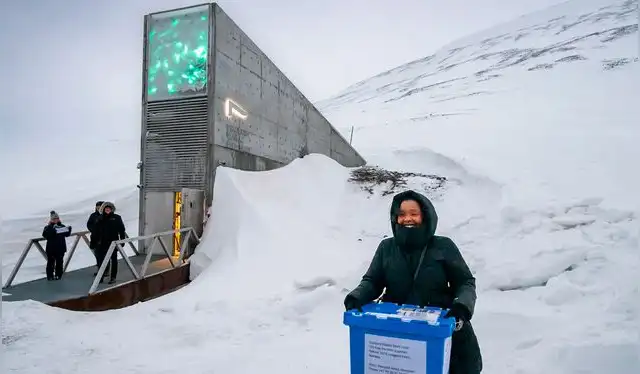 El Banco Mundial de Semillas de Svalbard se encuentra a unos 130 metros sobre el nivel del mar dentro de una montaña. Foto: Crop Trust El Banco Mundial de Semillas de Svalbard se encuentra a unos 130 metros sobre el nivel del mar dentro de una montaña. Foto: Crop Trust