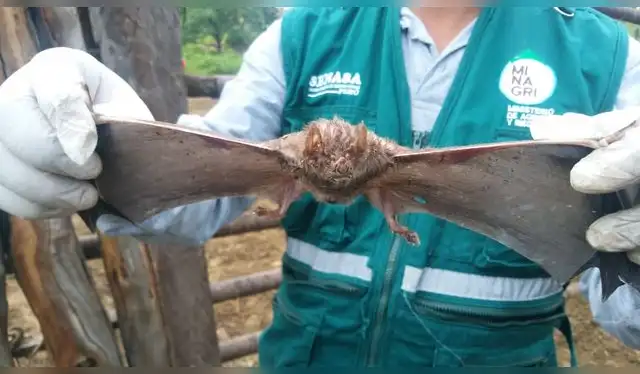 El murciélago vampiro es un animal que puede tener rabia y contagiar a otros mediante la mordedura. Foto: Minsa. El murciélago vampiro es un animal que puede tener rabia y contagiar a otros mediante la mordedura. Foto: Minsa.
