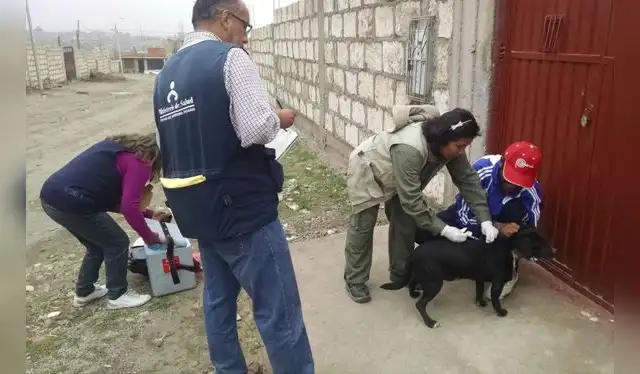 Especialista advierte que campañas de vacunación no son eficientes si no se tiene un control poblacional de animales. Foto: Minsa. Especialista advierte que campañas de vacunación no son eficientes si no se tiene un control poblacional de animales. Foto: Minsa.