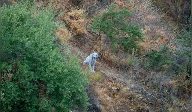 El lince blanco fue captado en imágenes en su propio hábitat natural. Foto. Ángel Hidalgo El lince blanco fue captado en imágenes en su propio hábitat natural. Foto. Ángel Hidalgo