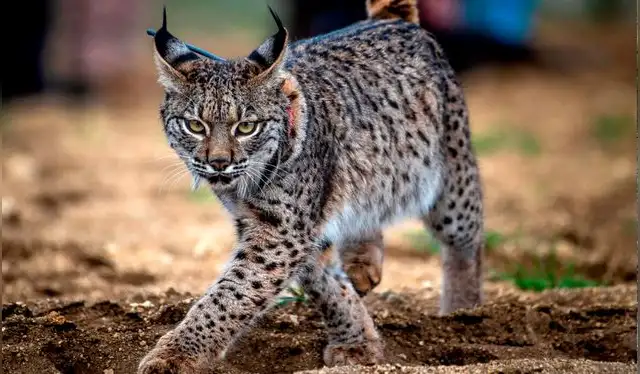 El lince ibérico es reconocido por su color pardo y mancjhas oscuras. Foto: EFE El lince ibérico es reconocido por su color pardo y mancjhas oscuras. Foto: EFE