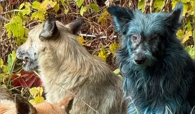  Los perros han pasado de tener un pelaje normal, a un distintivo tono azul brillante. Foto: Clean Futures Fund   