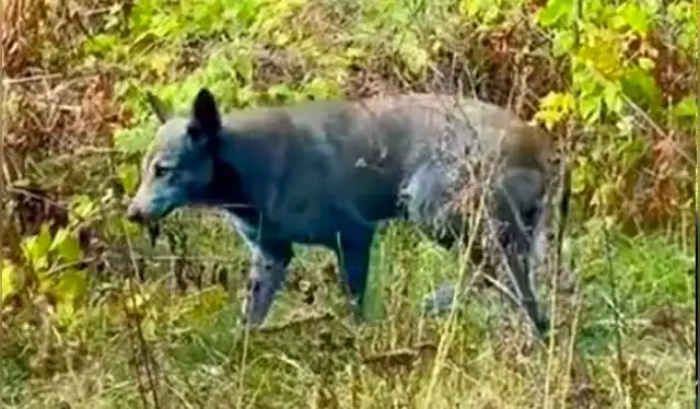  Los animales se han convertido en un símbolo improbable de supervivencia en la zona de exclusión de Chernóbil. Foto: Clean Futures Fund   