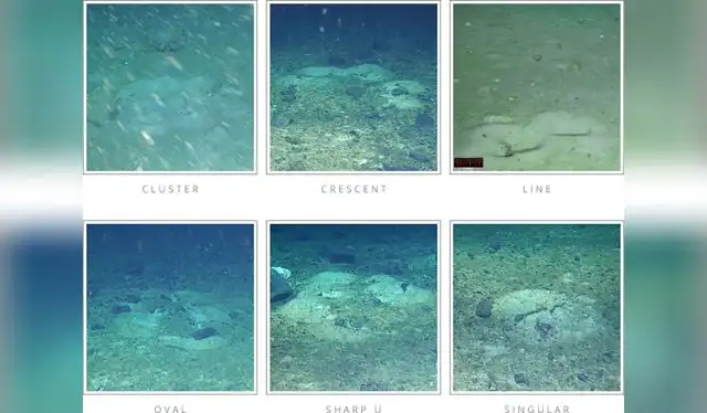 Patrones de nidos en el fondo marino, desde arriba a la izquierda hasta abajo a la derecha; nidos en racimo, media luna, línea, óvalo, U aguda y otros. Foto: Frontiers