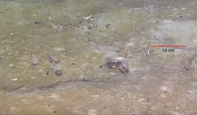 Nidos abandonados izquierda y un nido activo (derecha) encontrado en el sitio. Foto: Frontiers Nidos abandonados izquierda y un nido activo (derecha) encontrado en el sitio. Foto: Frontiers