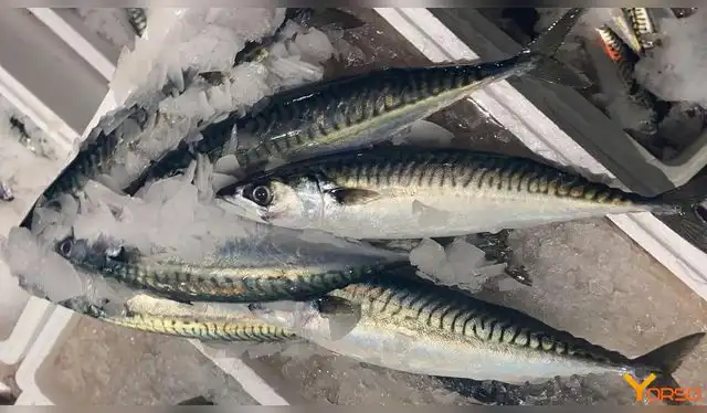 La caballa se encuentra en océanos templados y tropicales, principalmente en el Atlántico y el Pacífico. Foto: Yorso La caballa se encuentra en océanos templados y tropicales, principalmente en el Atlántico y el Pacífico. Foto: Yorso