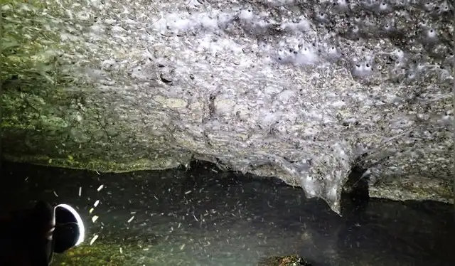 Las arañas de la Cueva de Azufre se alimentan de mosquitos no picadores. Foto: István Urák/Subterranean Biology Las arañas de la Cueva de Azufre se alimentan de mosquitos no picadores. Foto: István Urák/Subterranean Biology