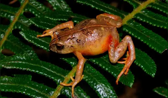  Imagen de un ejemplar de Phrynopus manuelriosi. Foto: Pablo Venegas   