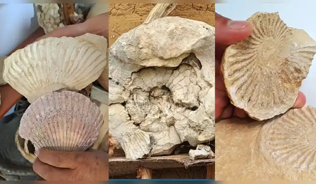  Restos de animales marinos reescribiría la historia de Huánuco. Foto: inforegión   