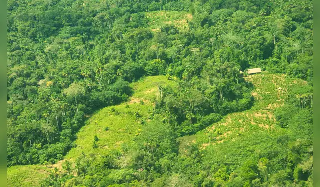  Campamento de cultivos de hoja de coca en cabecera río Orosa, dentro de SRI Yavarí Mirim 2021.    
