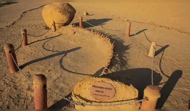 Los paleontólogos han desenterrado más de 400 esqueletos de ballenas desde principios del siglo XX. Foto: Anadolu Los paleontólogos han desenterrado más de 400 esqueletos de ballenas desde principios del siglo XX. Foto: Anadolu