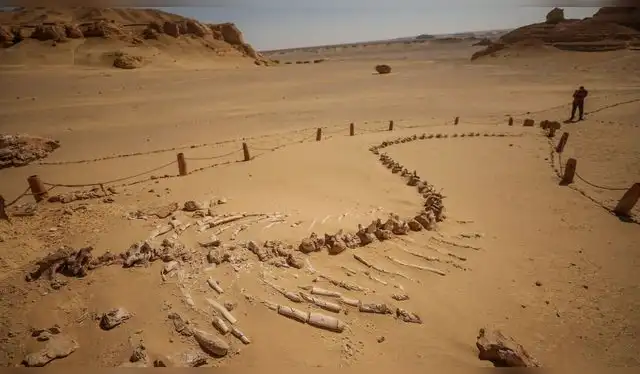 Estos fósiles han resistido la prueba del tiempo gracias a la Clima árido desde el Plioceno. Foto: Anadolu Estos fósiles han resistido la prueba del tiempo gracias a la Clima árido desde el Plioceno. Foto: Anadolu