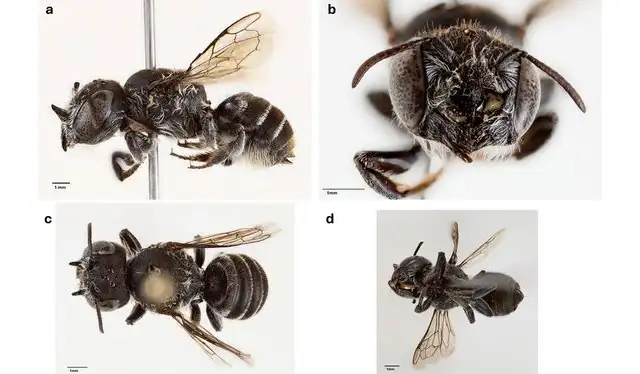 Un análisis de ADN demostró que la especie no coincidía con ninguna abeja. Foto: Prendergast KS Un análisis de ADN demostró que la especie no coincidía con ninguna abeja. Foto: Prendergast KS