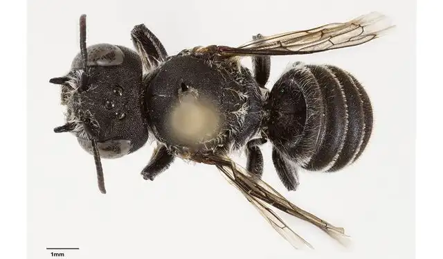 Esta nueva abeja nativa es solo una de las 500 que aún no han sido descritas. Foto: Prendergast KS Esta nueva abeja nativa es solo una de las 500 que aún no han sido descritas. Foto: Prendergast KS