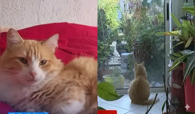 Dueña de Rémi deberá pagar 1.250 euros por daños en el jardín de su vecino. Foto: composición LR Dueña de Rémi deberá pagar 1.250 euros por daños en el jardín de su vecino. Foto: composición LR