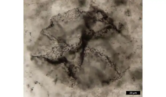 Materia orgánica extraída de muestras de roca de 2500 millones de años de antigüedad que contienen microorganismos fosilizados. Foto: PNAS Materia orgánica extraída de muestras de roca de 2500 millones de años de antigüedad que contienen microorganismos fosilizados. Foto: PNAS