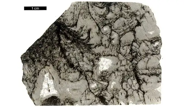 Estudio sugiere que la materia orgánica preservada en esta compleja comunidad microbiana sería producida por microorganismos fotosintéticos. Foto: PNAS Estudio sugiere que la materia orgánica preservada en esta compleja comunidad microbiana sería producida por microorganismos fotosintéticos. Foto: PNAS