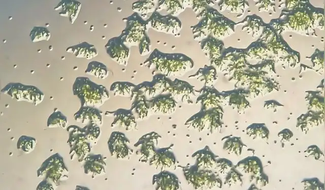  Aproximadamente el 80% de las esporas de musgo continuaron germinando después de regresar a la Tierra. Foto: Dr. Chang-hyun Maeng   
