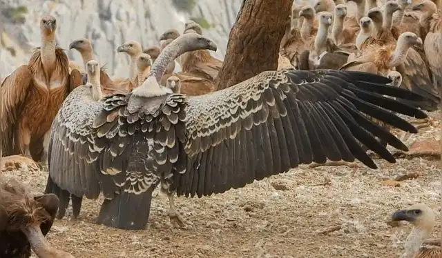 El buitre puede puede medir hasta un metro de longitud y posee una envergadura de casi tres metros. Foto: Captura El buitre puede puede medir hasta un metro de longitud y posee una envergadura de casi tres metros. Foto: Captura