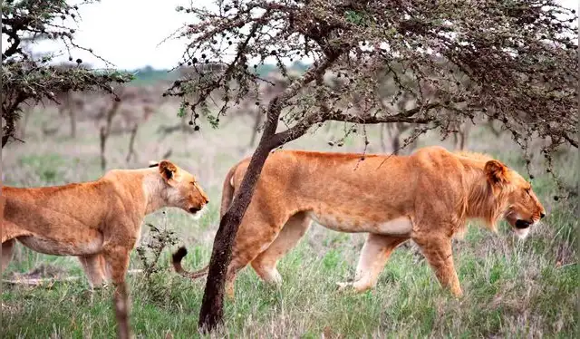  Los leones de la reserva natural Ol Pejeta de Kenia han cambiado sus hábitos de caza en las últimas décadas. Foto: Victoria Zero   