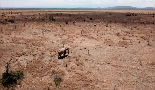  Los elefantes se desplazan por un paisaje invadido por hormigas cabezonas. Foto: Brandon Hays   