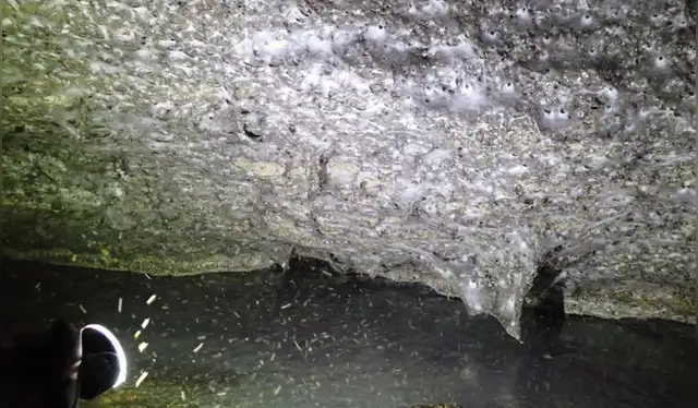  La biopelícula de azufre sostiene la cadena alimentaria dentro de la cueva. Foto: Subterranean Biology    