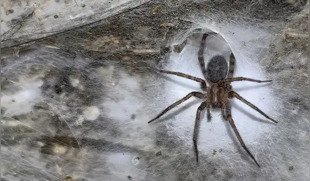  Dos especies de arañas comparten una colonia única en un entorno extremo. Foto: Subterranean Biology    