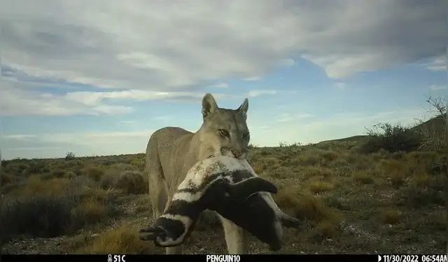 Los pumas comenzaron a cazar pingüinos, a pesar de que no forman parte de su dieta. Foto: Michell Serota   