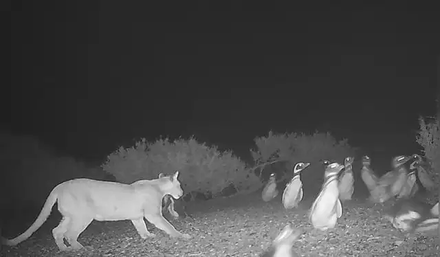  Un puma caza en una colonia reproductiva de pingüinos de Magallanes en el Parque Nacional Monte León, Argentina. Foto: Mitchell Serota   