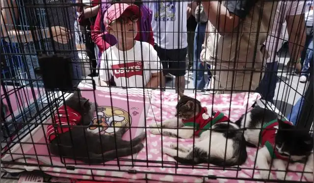 Hogar Gatuno Provisional rescata felinos vulnerables y les busca un nuevo hogar. Foto: Sebastián Blanco Salazar / URPI-LR   