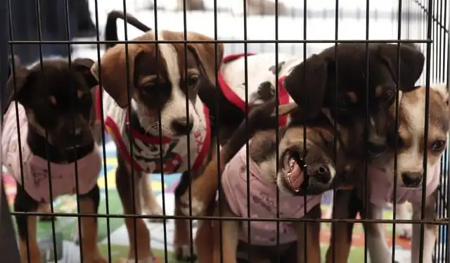 Cachorros tienen más opciones de ser adoptados que animales adultos. Foto: Sebastián Blanco Salazar / URPI-LR   