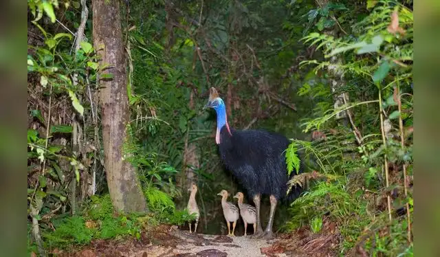 El casuario se caracteriza por su gran tamaño, su plumaje oscuro, su cabeza azulada y un casco óseo sobre el cráneo. Foto: SBS El casuario se caracteriza por su gran tamaño, su plumaje oscuro, su cabeza azulada y un casco óseo sobre el cráneo. Foto: SBS